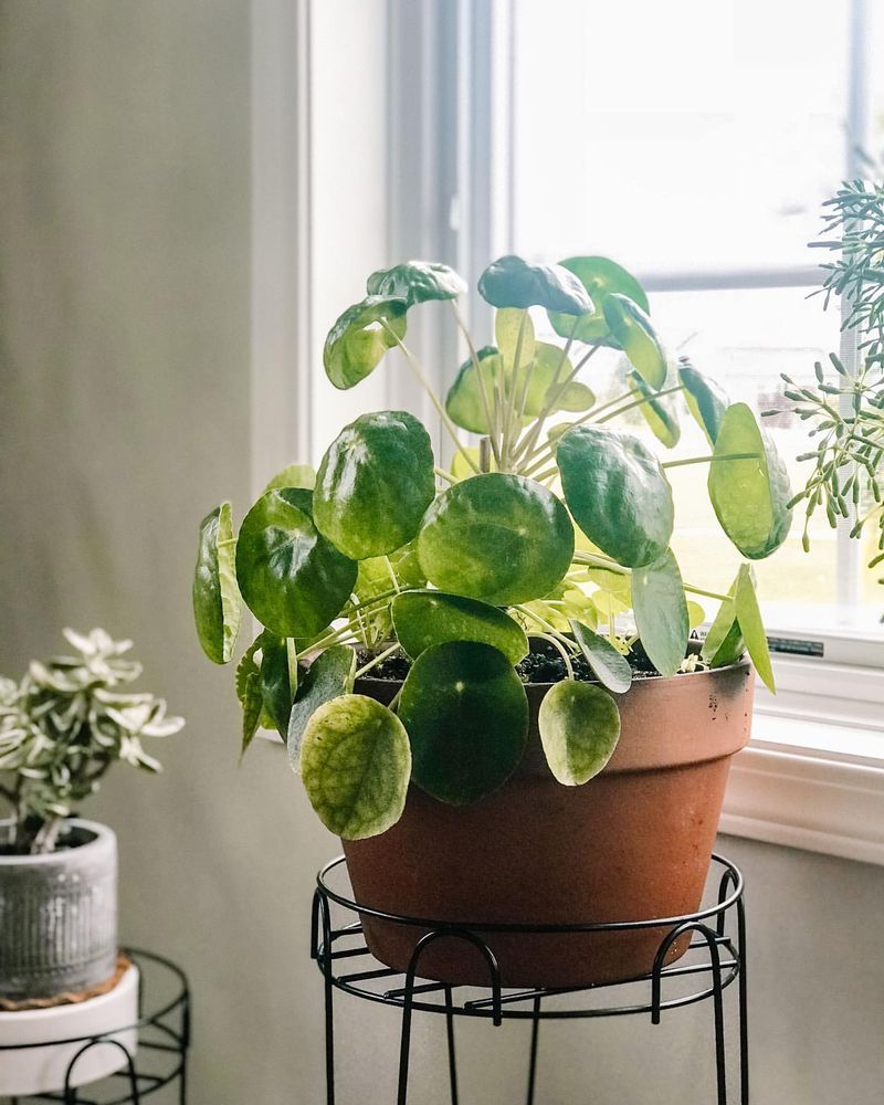 Pilea Peperomioides