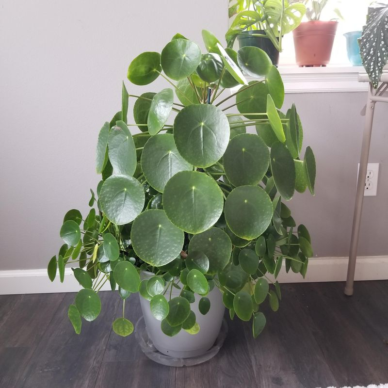 Pilea Peperomioides