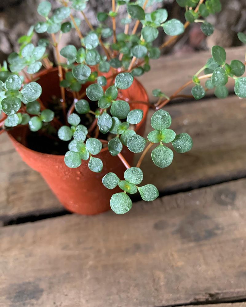 Pilea glauca