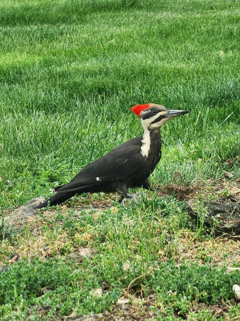 Pileated Woodpecker