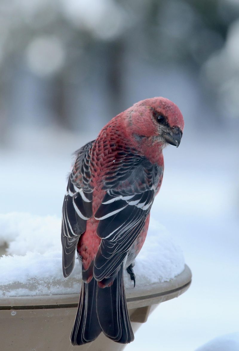 Pine Grosbeak