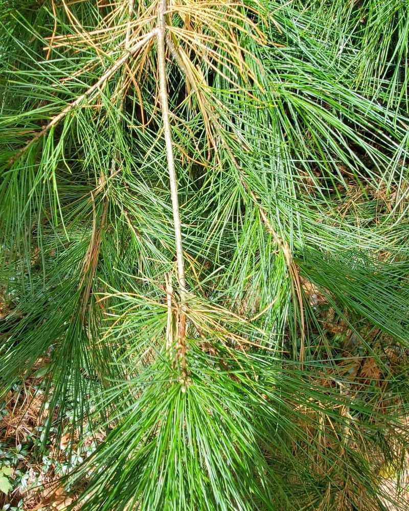 Pine Tree