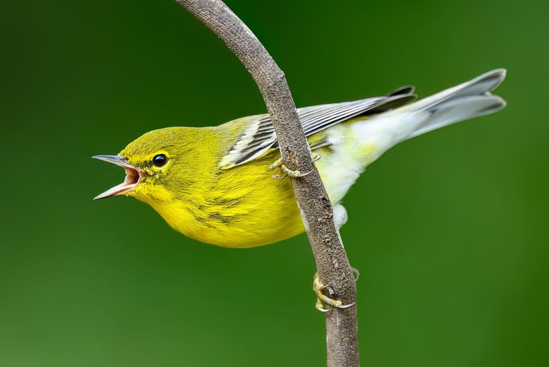 Pine Warbler