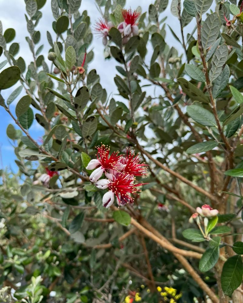 Pineapple Guava Shrub