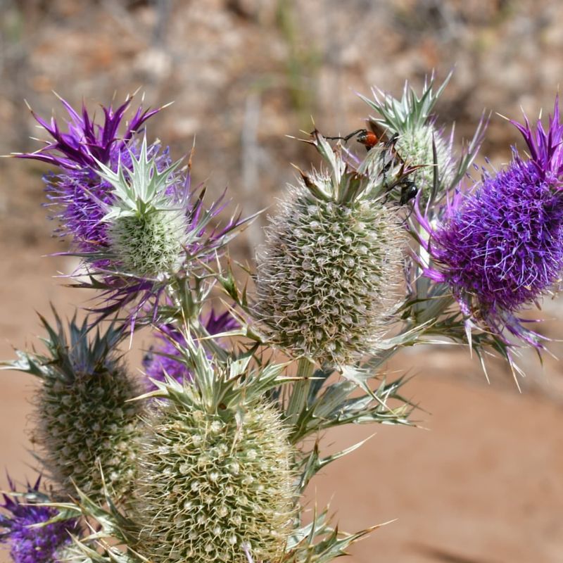 Pineapple Thistle