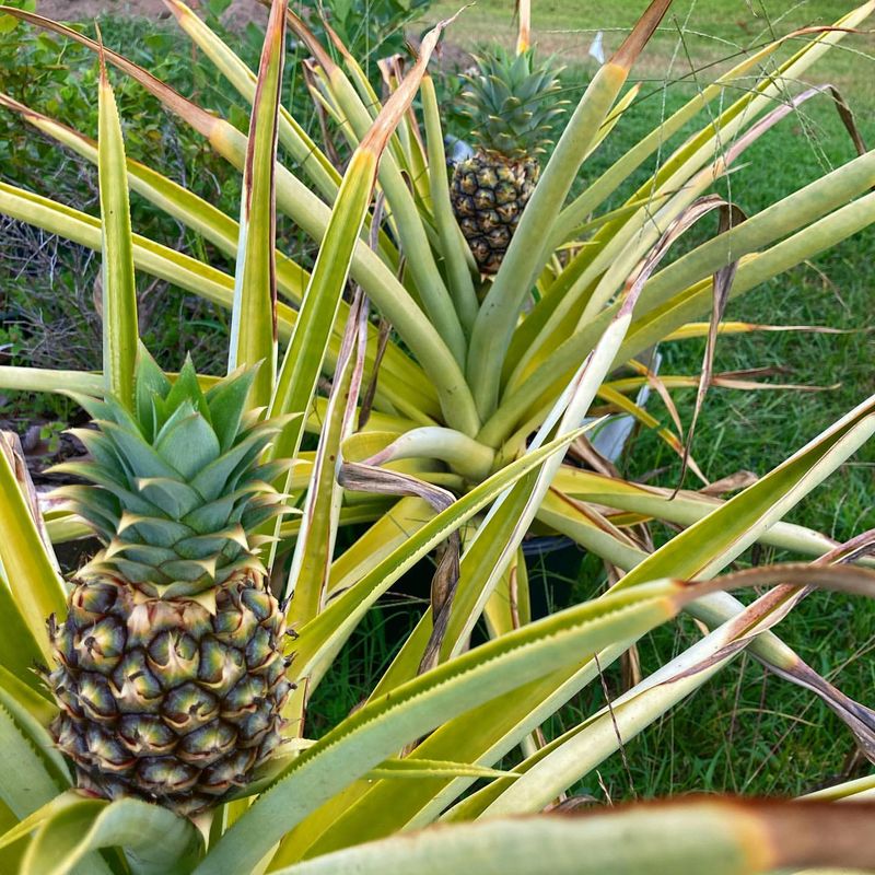 Pineapples