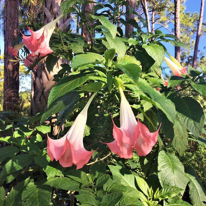 Pink Angel's Trumpet