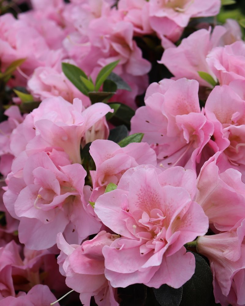 Pink Azalea