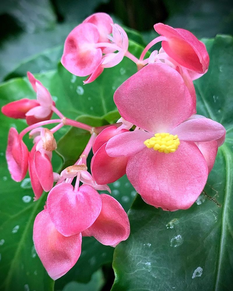 Pink Begonia