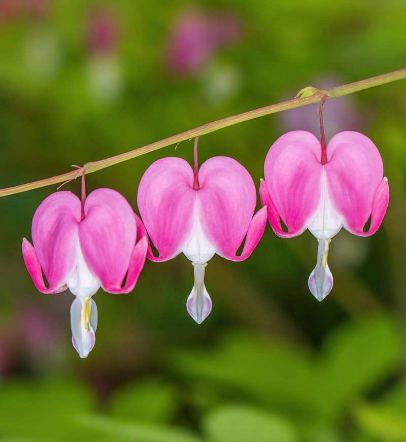 Pink Bleeding Heart