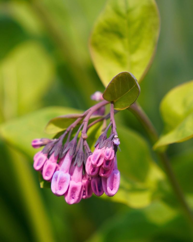 Pink Bluebell