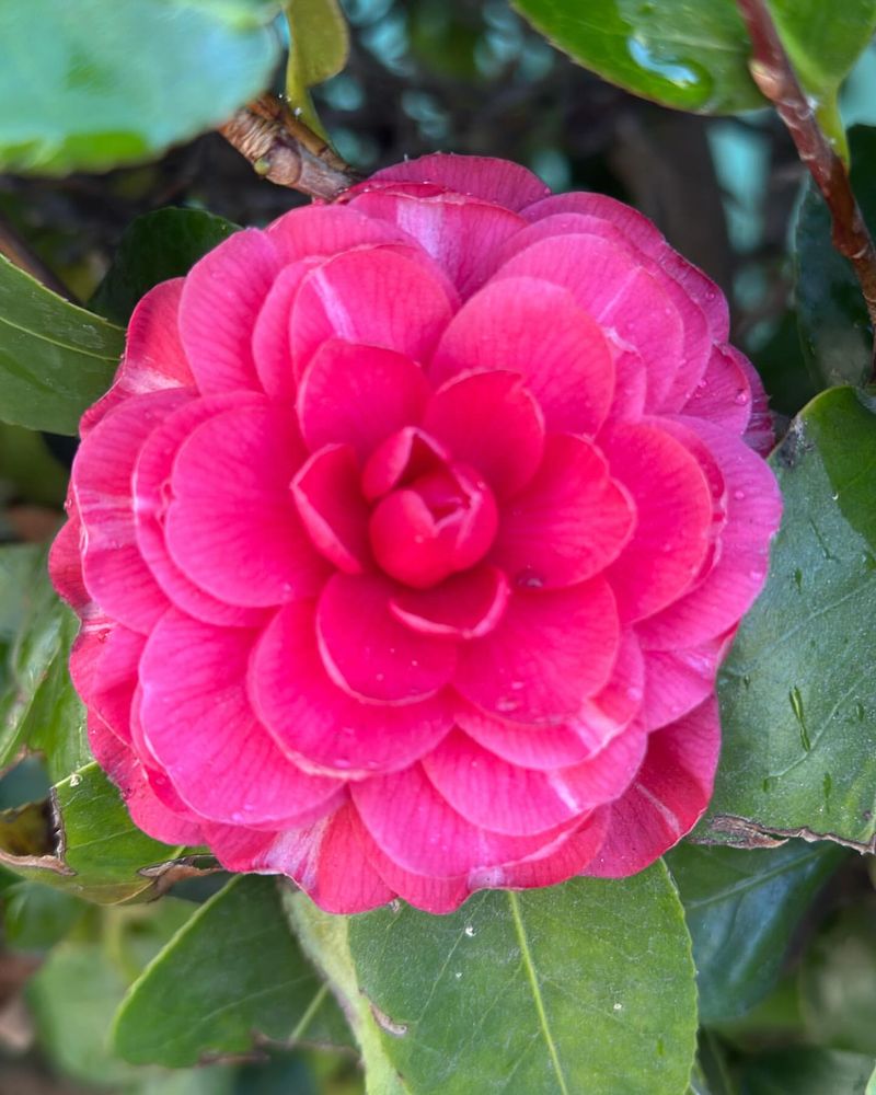 Pink Camellia