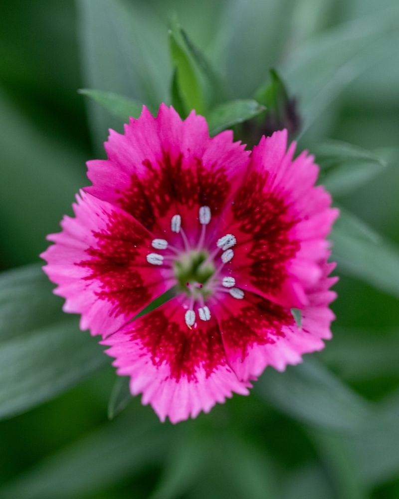 Pink Carnation