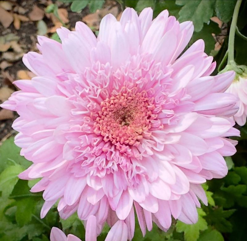 Pink Chrysanthemum