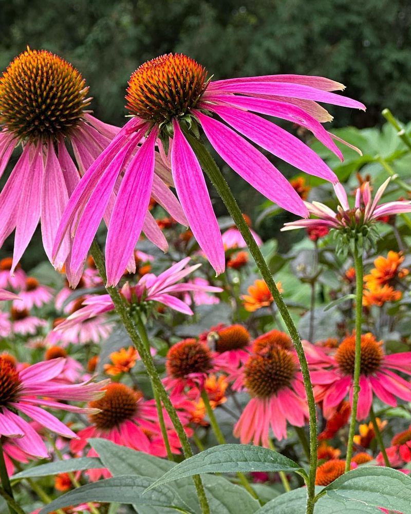 Pink Coneflower