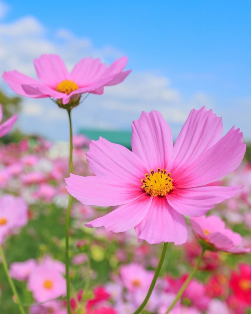 Pink Cosmos