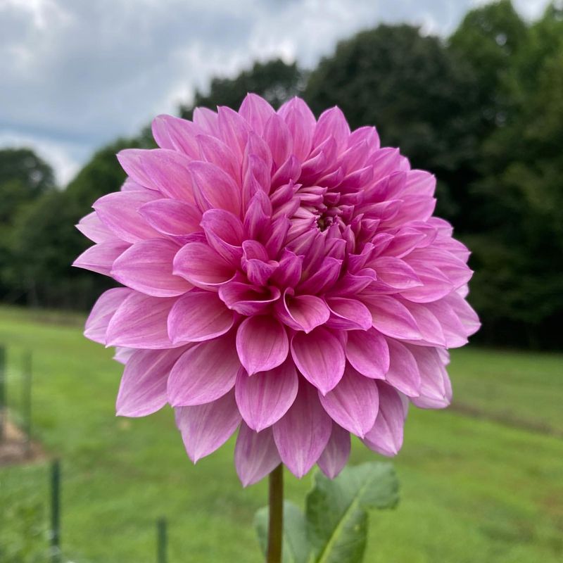 Pink Dahlia