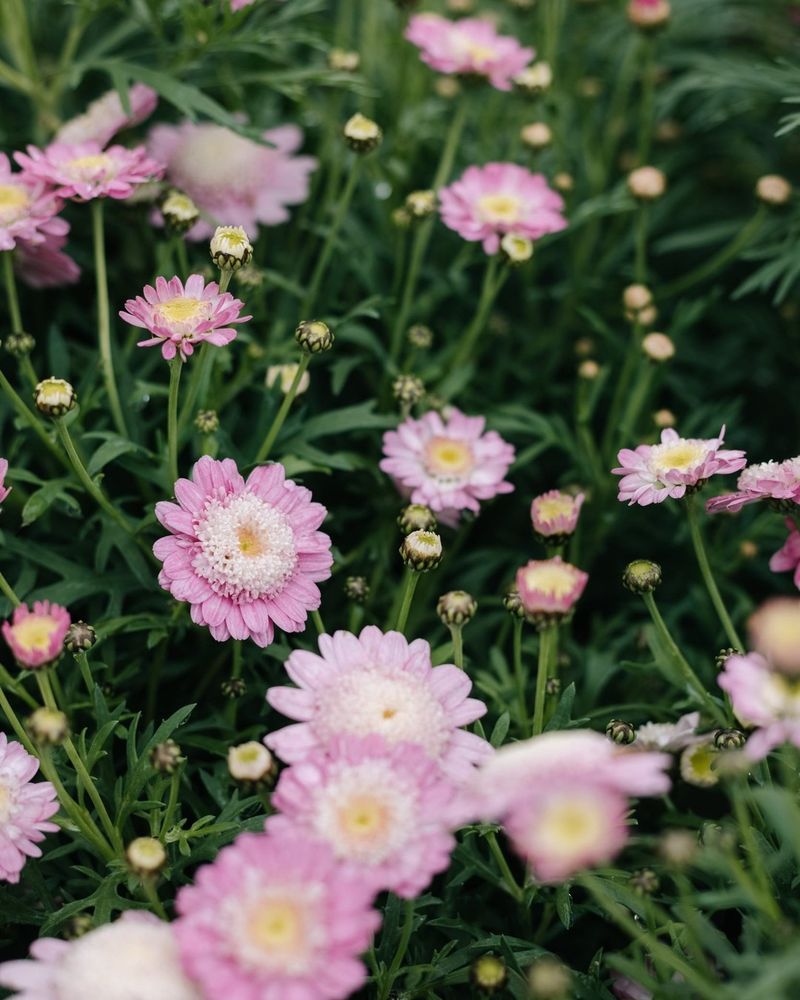 Pink Daisy