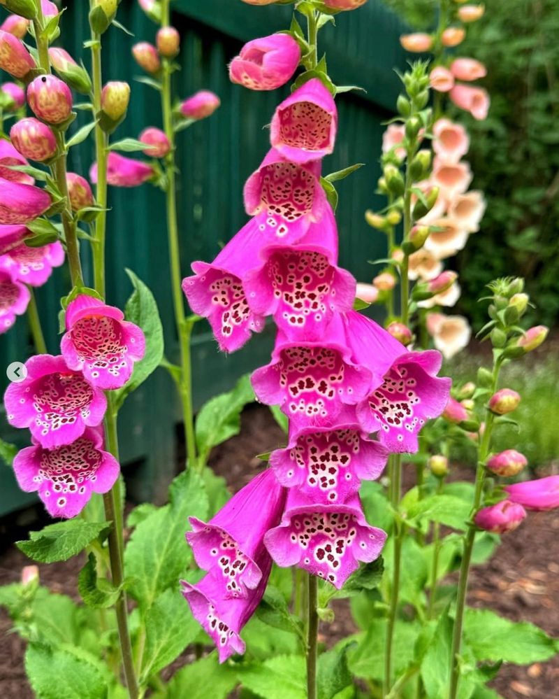 Pink Foxglove