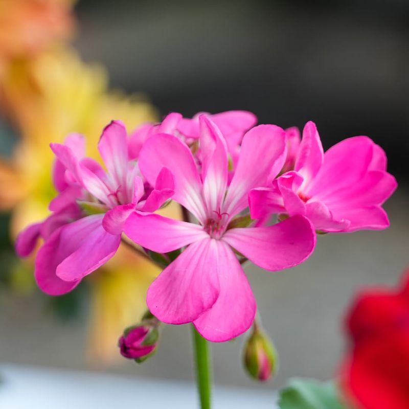 Pink Geranium