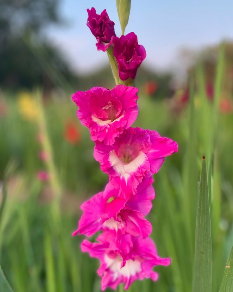 Pink Gladiolus