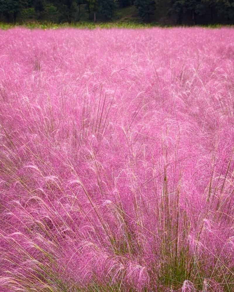 Pink Hair Grass