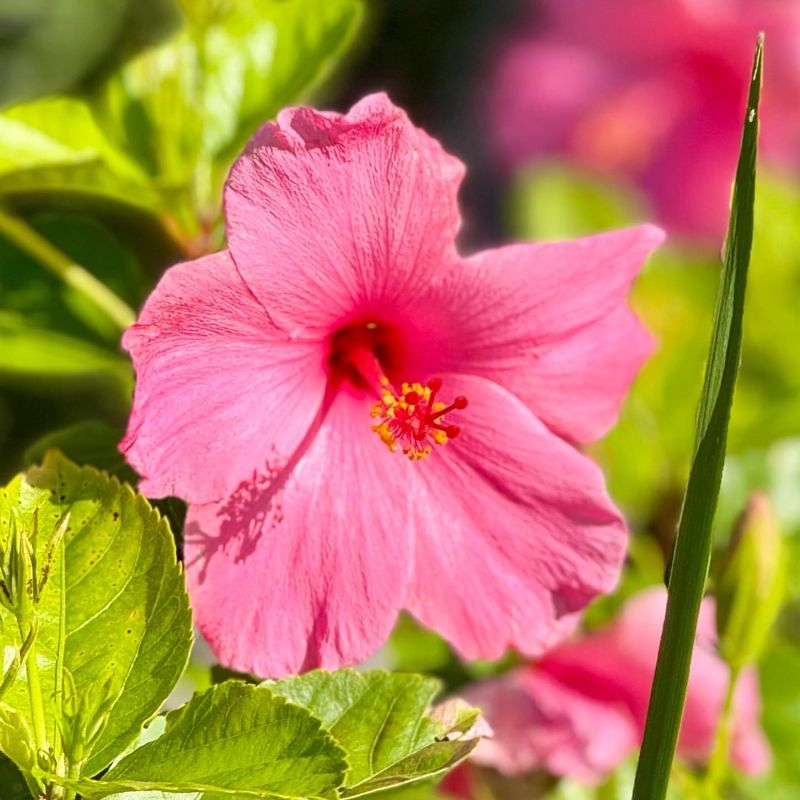 Pink Hibiscus