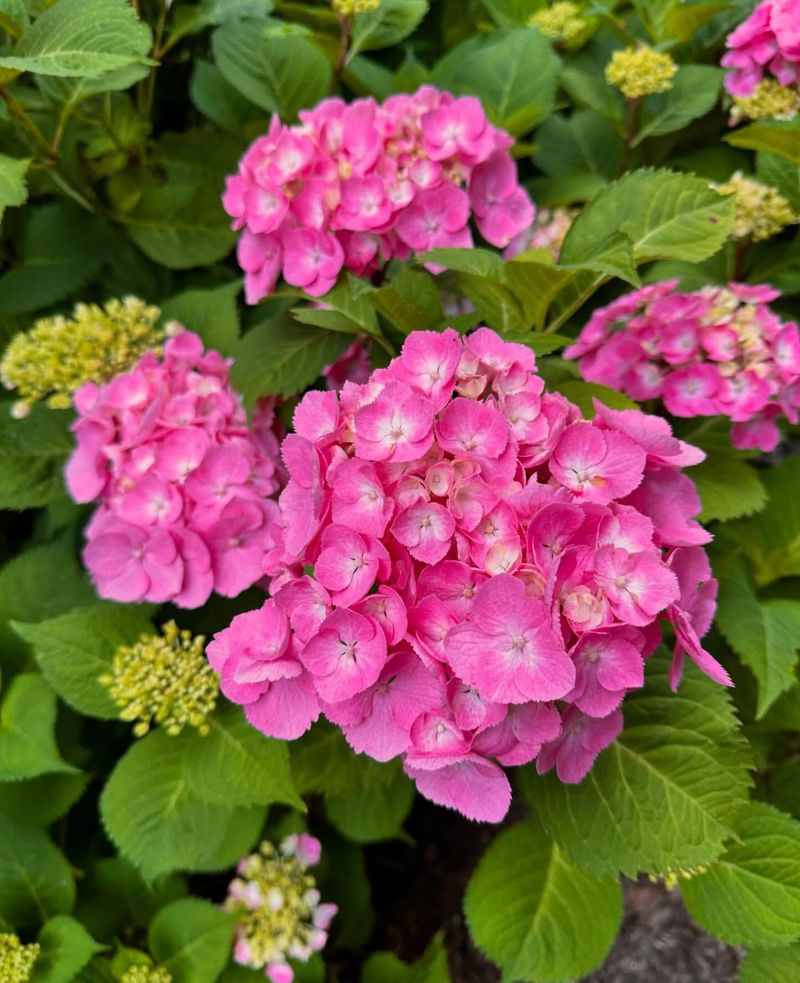 Pink Hydrangea