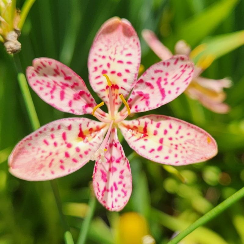 Pink Leopard Lily