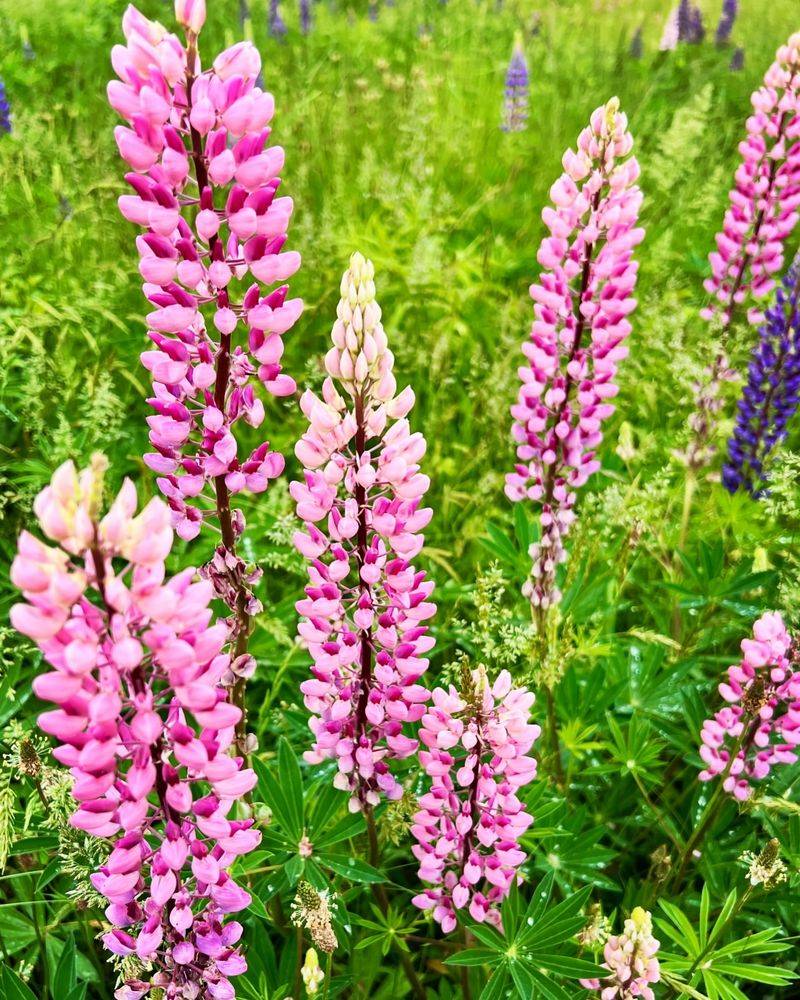 Pink Lupine