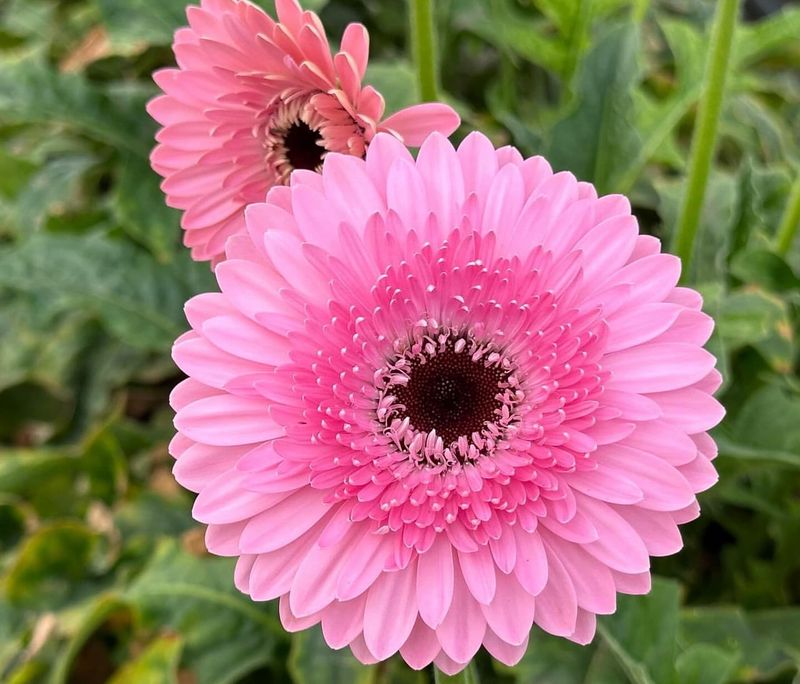 Pink Marigold