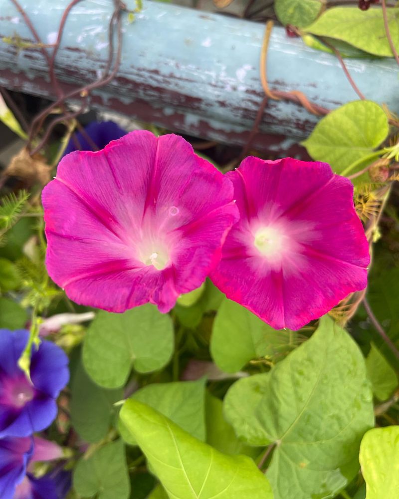 Pink Morning Glory