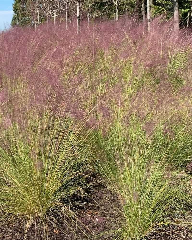 Pink Muhly Grass