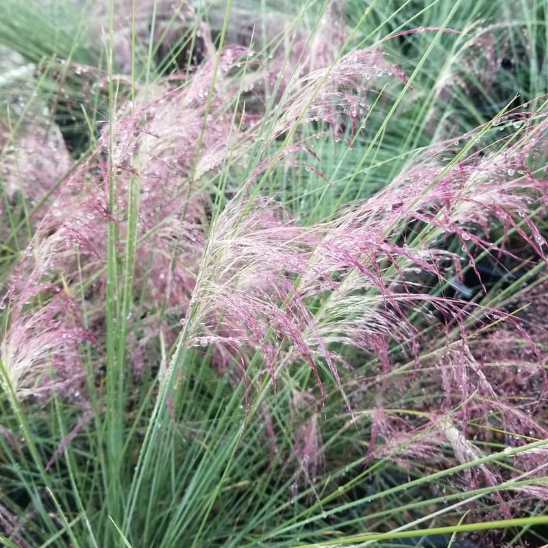 Pink Muhly Grass