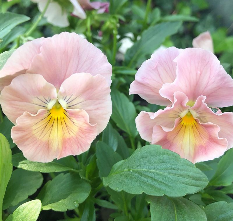 Pink Pansy