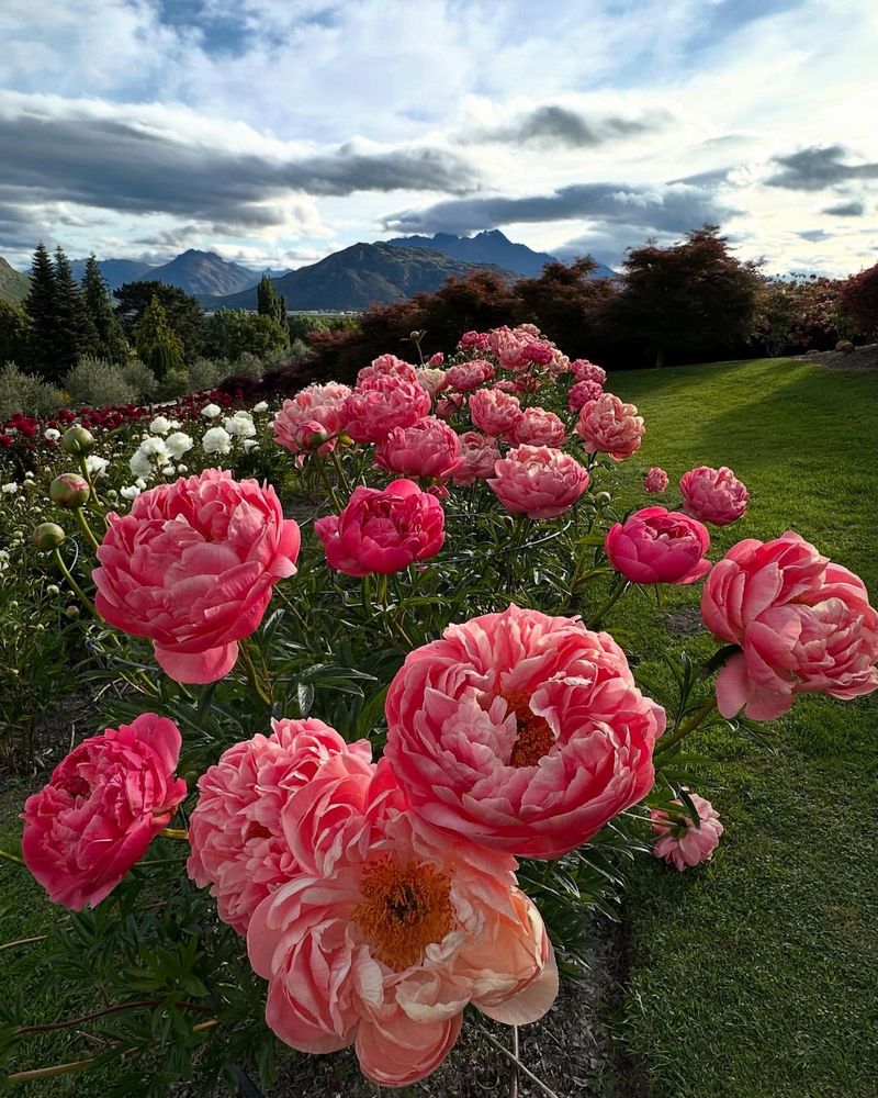 Pink Peony