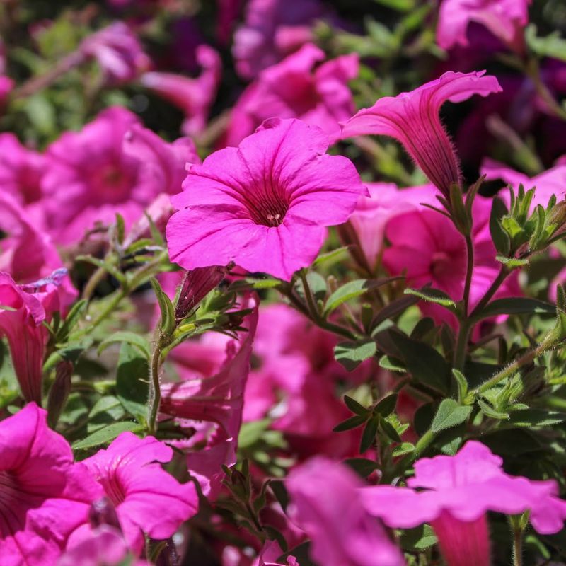 Pink Petunia