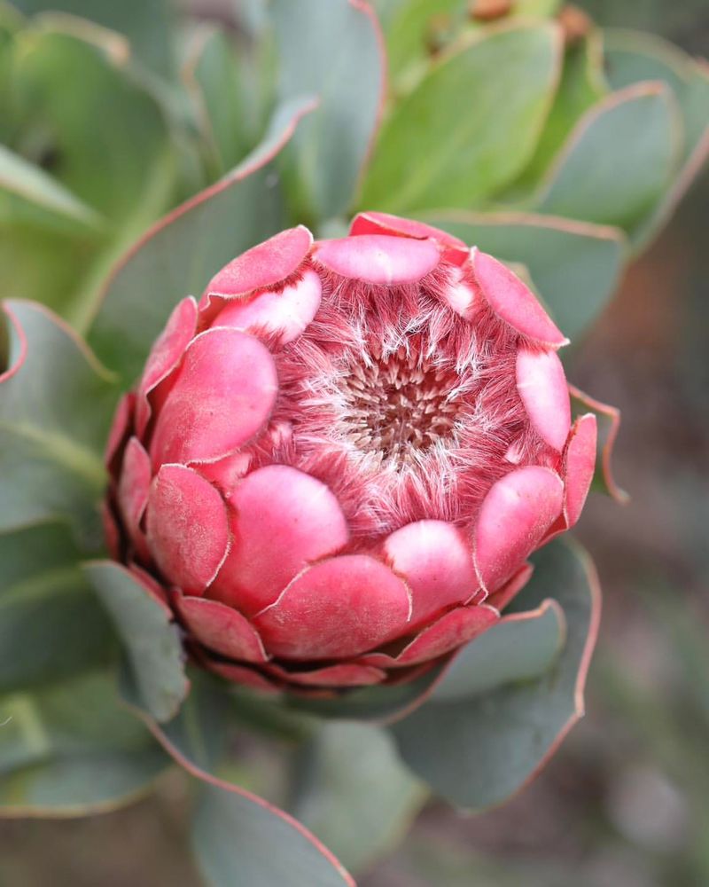 Pink Protea