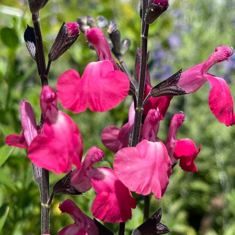 Pink Salvia