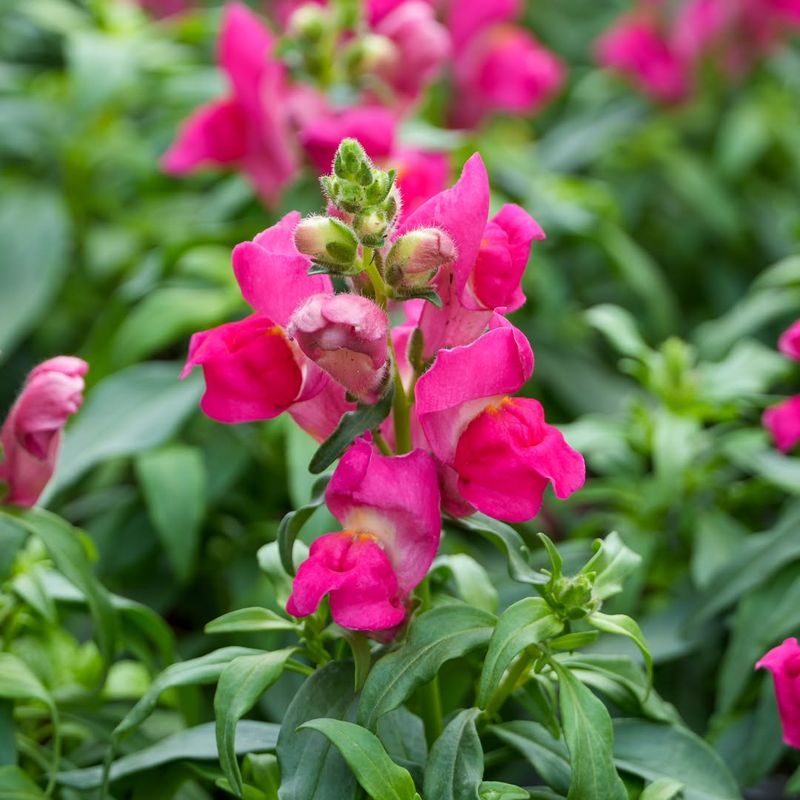 Pink Snapdragon