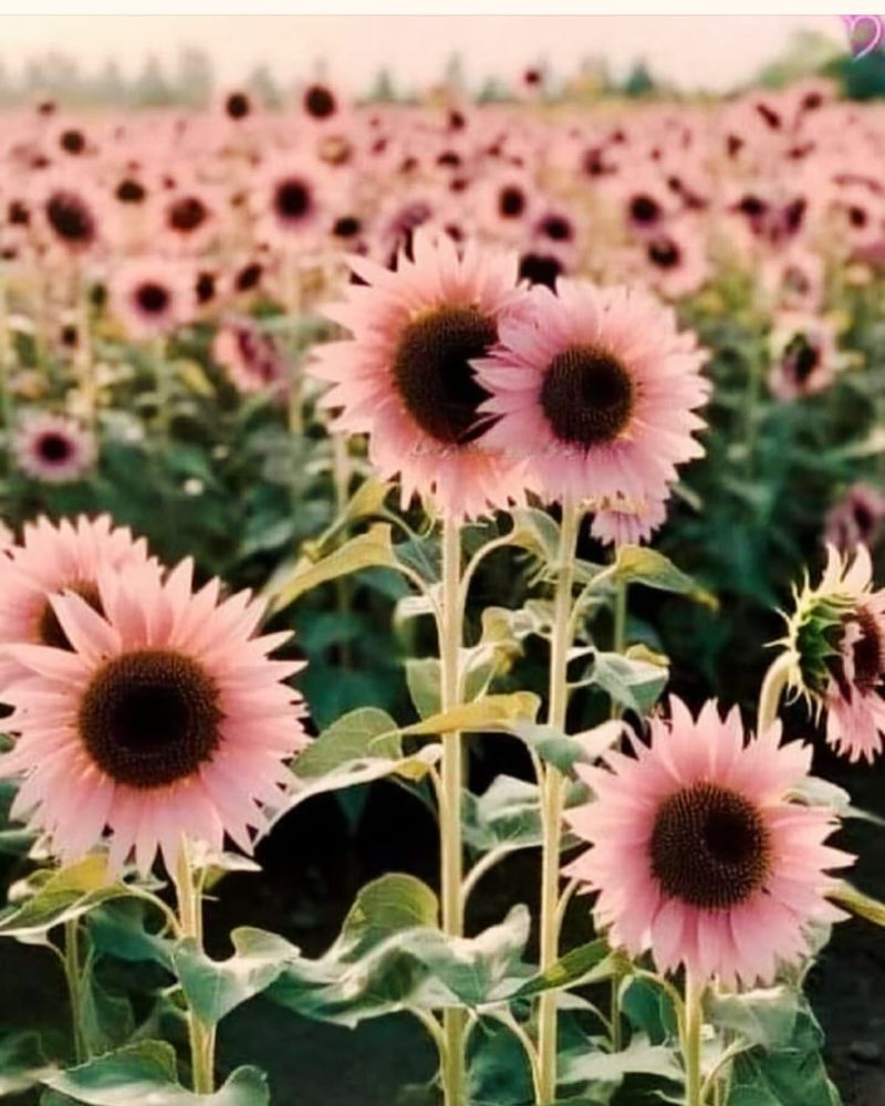 Pink Sunflower