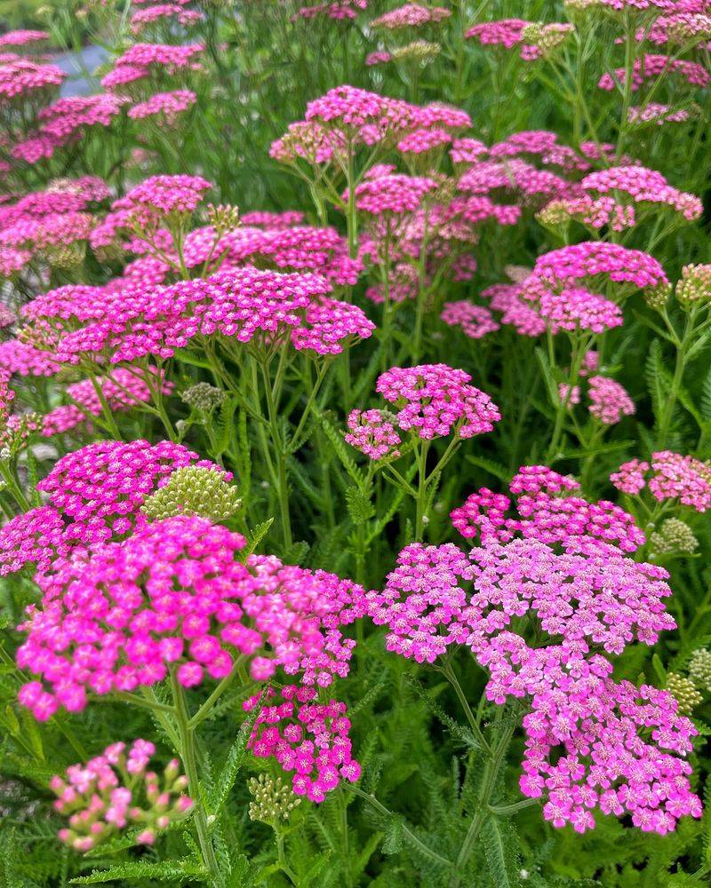 Pink Yarrow