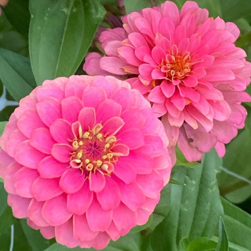 Pink Zinnia