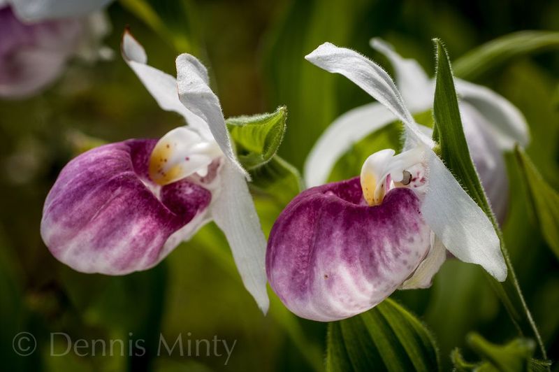 Pink and White Lady's Slipper - Minnesota