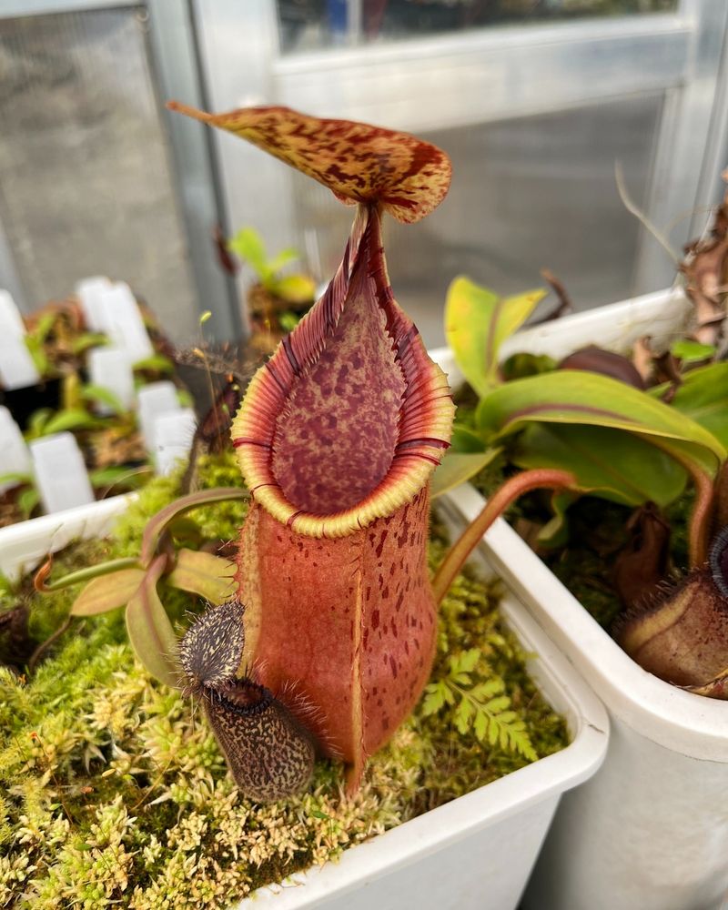 Pitcher Plant