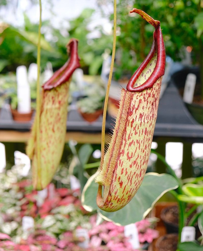 Pitcher Plant