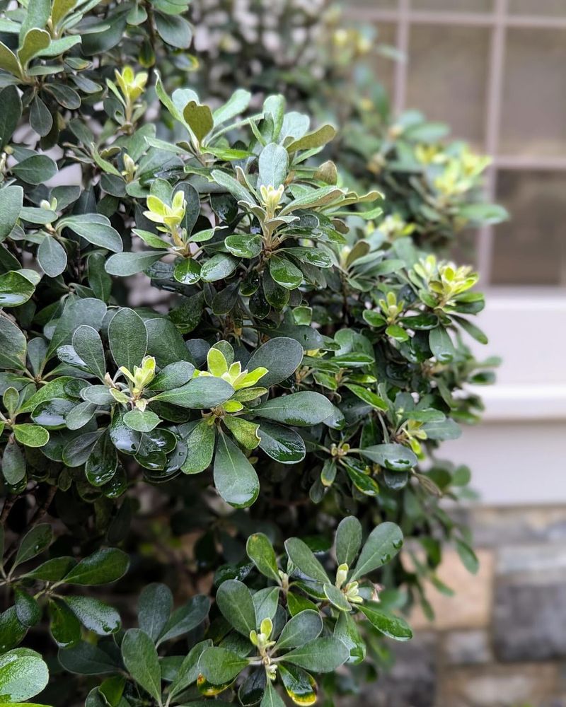 Pittosporum