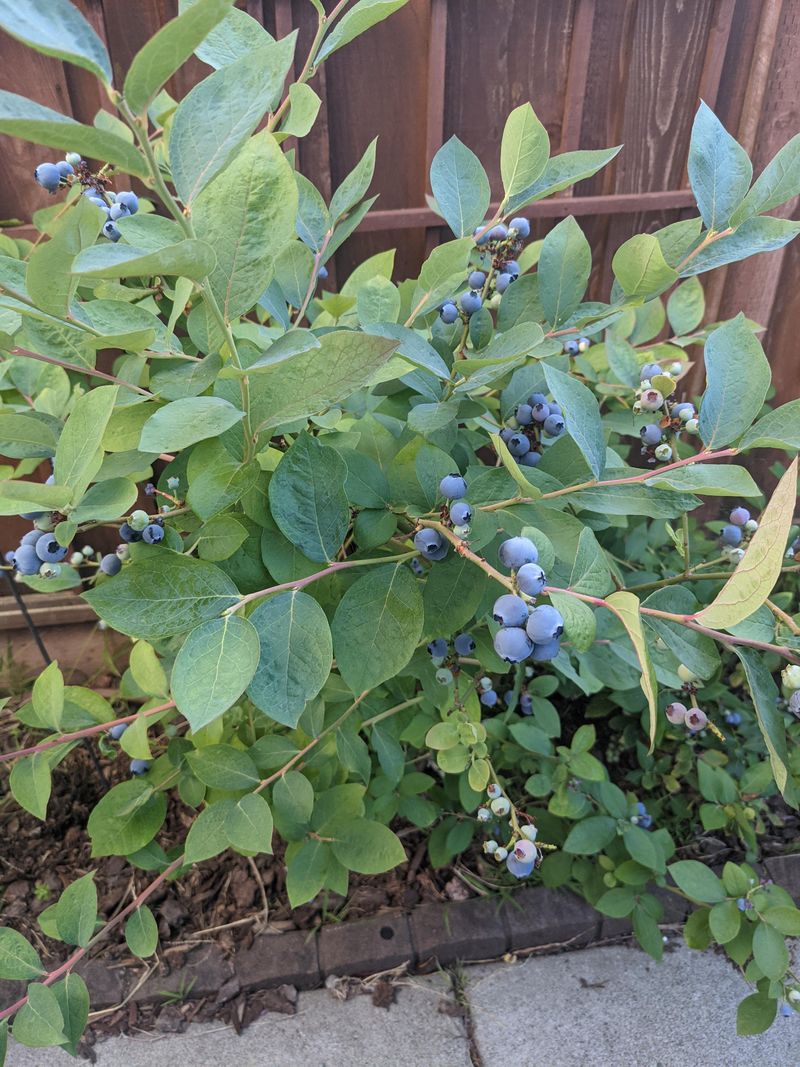 Plant Berry Bushes