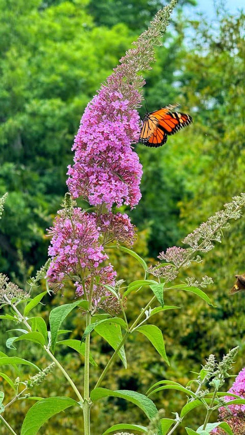 Plant Insect-Attracting Flowers