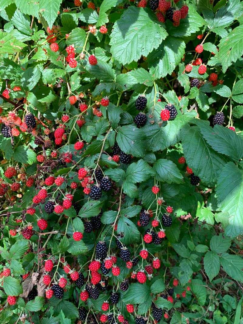 Plant Native Berry Bushes